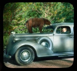 ucresearch:  Yosemite National Park: bear (Ursus americanus) on the hood of a 1936 Buick, with Branson DeCou inside the car UCSC Digital Collections - Branson DeCou archive  tedy você tá bebado tedy