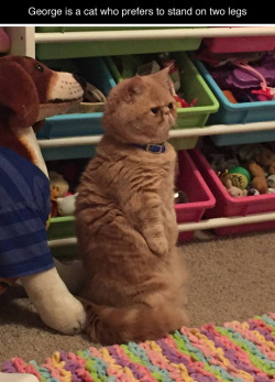 skepticalhat:  tastefullyoffensive:  He looks so concerned about everything. (photos by egzo)Previously: Albert the Angry Sheep Cat  someone help this cat find whatever it is that it’s looking for.