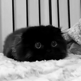 obeekris: iesika: I think it’s a soot sprite? Attack of the semi-sentient dust bunny! 