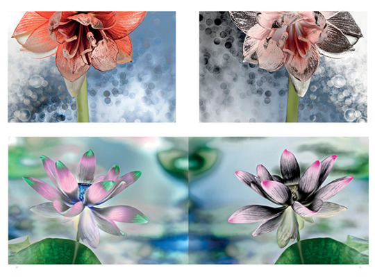 Color Manipulation Amplifies Flowers In Print, Glitterati Incorporated, cause and yvette