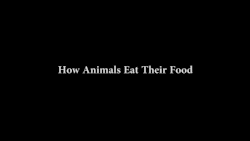 unabating-deactivated20190408:  How Animals Eat Their Food 