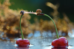 drake4president:  blondiehs:   psilentasincjelli:   bedabug:  Snails Kiss On Cherries [photo by Vyacheslav Mishchenk]   noot noot fall in love   snove (snail love)   sniss (snail kiss) 