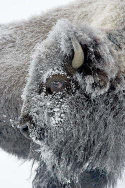 atimo-taguy:  earthandanimals:   Frosty Bison by D. Robert Franz   that’s me this morning, it was -42 and yes I exagerate, I couldn’t grow facial hair and probably never will 