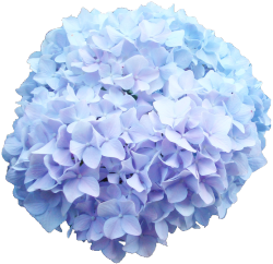 transparent-flowers:  Baby blue Hydrangea. Hydrangea macrophylla. 