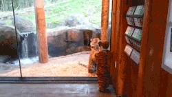 rainflaaash:   yahoonewsuk:  This tiger cub wants to play with a little boy in a tiger costume!   