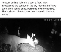 rianncreates:  ottosgotanothergun:   friendly-neighborhood-patriarch:  black-labs-matter:  How opossums help fight ticks and Lyme disease    Thanks!       The face of a true hero 