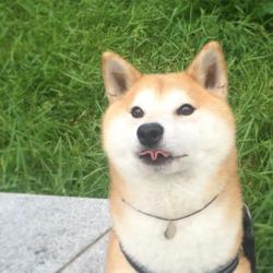 absolutedoge:  talented doge 