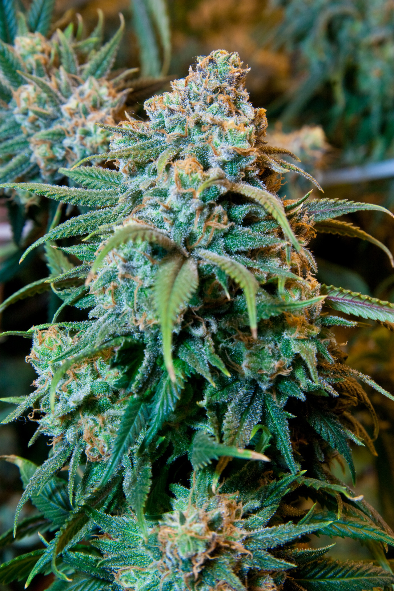 Male female cannabis plant pre flower