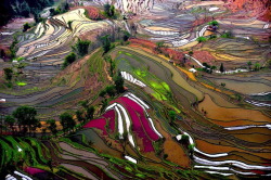nubbsgalore:  the remote, secluded and little known rice terraces of yuanyang county in china’s yunnan province were built by the hani people along the contours of ailao mountain range five hundred years ago. during the early spring season, the terraces,