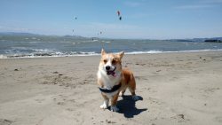 corgi-addict:  Found someone happier than I was to be at the beach