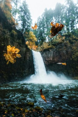 j-k-i-ng:  “Autumn In Oregon“ by | Dylan Kato