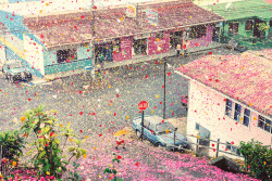 ohdeargodnotyouagain:  blue-eyed-hanji:  crawltowardsthemoon:  ghostparties: &ldquo;millions of flower petals erupt from a volcano, covering an entire village&rdquo;  how on earth  KISS KISS FALL IN LOVE  THIS TOWN HAS BEEN BLESSED BY THE FIRE GODDESS