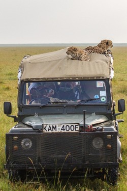 funnywildlife:  Cheetahs on LandRover in the Masai Mara, Kenya by Robert Muckley
