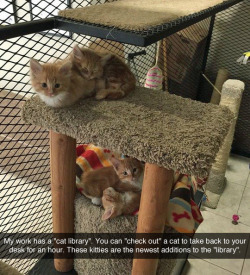 phdfan:  suprltv:  tastefullyoffensive:  “I work for a county government. They work closely with the county animal shelter, and some kittens and cats are sent to us because we get so much traffic from the public, hopefully someone will see a kitty and
