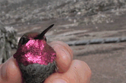 somanybird:  fencehopping:  Showing off a hummingbird’s iridescent head  rotate the boy 