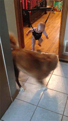 kaciart:onlylolgifs: Dog teaching baby to jump  omg 