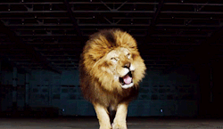 ilovekeylaforever:  Lion on We Heart It - http://weheartit.com/entry/61569813/via/shecciddf   Hearted from: http://anarchie-romanesque.skyrock.com/