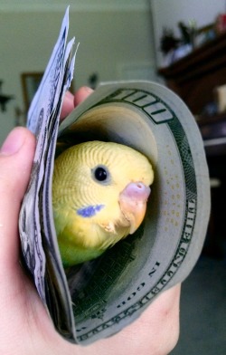 dashbeardconfessional:  raster-vector:  You’ve been visited by the Money Bird. He only appears every 500 years.   Reblog the Money Bird in 10 seconds and you will be blessed with loads of sweet cash in your life!!!  I thought this was a birdrito