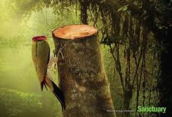 &ldquo;Cuando la madera se va, la vida silvestre se va&rdquo;. los derechos de los animales-los anuncios sociales-Call-of-The-Wild-Santuario-Asia-instagram.com/artpeople_gallery, #Artpeople, www.artpeople.net  