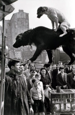 photos-de-france:  Marc Riboud - Deux chiens acrobates, Paris, 1953. 