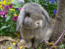 katsworldaway:  bunniesarethebest: So pretty  -batb   @dustidustbunni