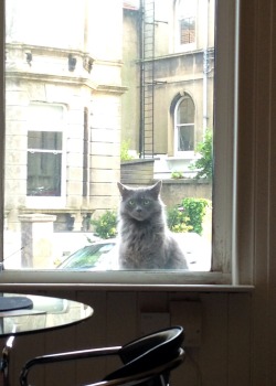 unimpressedcats:  He’s not our cat. We let him in a few times and now he stares at us like this if we don’t open the window.   Hey