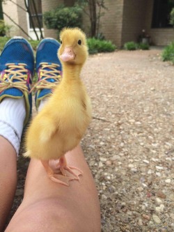 ladynehemah:  becausebirds:  Here, have a duckling.  Ooo!!! How cute!