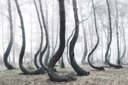 coolthingoftheday:  Located in West Pomerania, Poland, the Crooked Forest is a strand of about four hundred pine trees that are oddly bent at ninety-degree angles. Although it has been theorized that the trees were shaped by human hands around the 1930s,