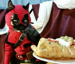 cat-cosplay:  Tighten your collective sphincters and break out the chimichangas kiddos!  Debuting our Catpool (Deadpool) Cosplay! 