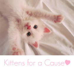 kittensplaypenshop:  When we reopen shop,we will have sets and items where a portion of the proceeds will go to no kill animal shelters. Many no kill animal shelters are run solely by volunteers..and coming up with enough funds to take in the animals
