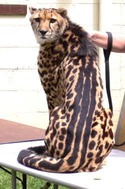lamarghe73:  King Cheetah. The king cheetah is a rare mutation of the cheetah characterized by a distinct fur pattern. The cause of this alternative coat pattern was found to be a mutation in the gene for transmembrane aminopeptidase Q, the same gene