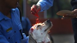 ithelpstodream:  In Nepal they have a festival that honours dogs and thanks them for being our loyal furry friends.