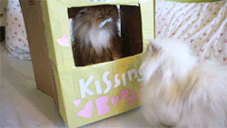 love-this-pic-dot-com:  Kissing Booth