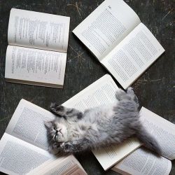 trasemc:  cats and books!! i love it!