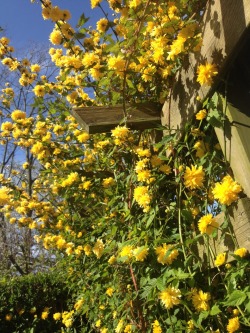 verlangend:  if you love yellow, you probably love my backyard