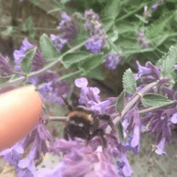 oh-heck-its-geck:  High-fiving a bee and letting another drink off my finger! One thing I don’t understand is the fear of bumble bees. Wasps can be unpredictable, and honey bees are highly defensive of their hive, but so long as you don’t go out of