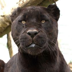 jaguarappreciationblog:  ‘’Many happy returns of the day to the one and only ATHENA, our most exquisitely bewitching and beautiful, but totally deadly jaguar… Respected by all who know and meet her, she has elegant magnificence… Arrived at WHF
