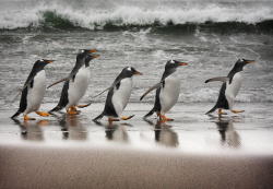 ppppenguin:  (500px / The Gentoos by Paul Davisから)