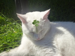 hellsing-inserts: bettiefatal:  buckobarns:  This is the lucky clover cat. reblog this in 30 seconds &amp; he will bring u good luck and fortune.  THIS ONE!!! THIS IS THE ONE THAT WORKS!!!!! I reblogged him the day i started treatment and 1. GOT TO MY