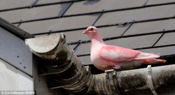 sixpenceee:  This pink pigeon with mysteriously dyed feathers has been surprising and perplexing residents after it was first spotted in a seaside town. Sightings of the bright pink bird have earned the pigeon something of a following in Bournemouth.