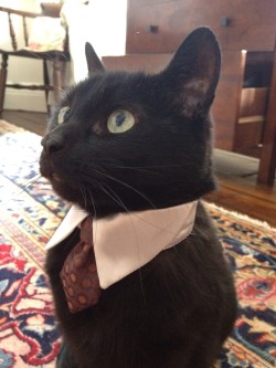 catsbeaversandducks:Successful Business Cats Who Have a Message for You&ldquo;Bad news. I need you to work on Caturday.&rdquo;Photos via Cats in Business Attire