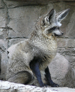 verdeinvolumes:  urocy0n:Bat-Eared Fox (Otocyon Megalotis) It’s like a Fox and a Raccoon had a baby with big Mogwai ears!! 😍