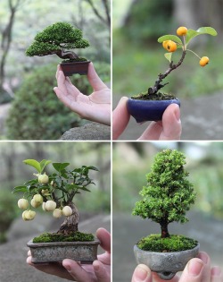 flowersgardenlove:  mini bonsai Beautiful 