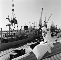 Gian Paolo Barbieri - Jill Kellington, Vogue Francia, Port Sudan, 1974.