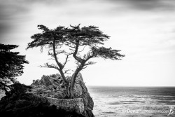 Photo: Joe Boyle Photography Lonely Cyprus in Monterey Bay http://www.joeboylephotography.com/monterey-california  On this day, my heart lies 324 miles away, in Monterey Bay.  May they be protected by the grace of the gods, and face no strife. May their