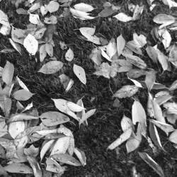 Black and white leaves #leaves #blackandwhite #autumn
