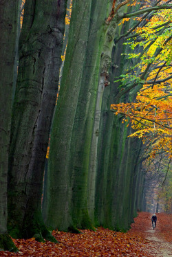 probike:  Cycling, sheltered by the Giants. Sonian Forest (Forêt de Soignes), close to Brussels, Belgium, in an area called “Jezus Eik”. Photo by Vainsang on flickr    16/12/13