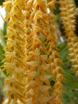 orchid-a-day:  Dendrochilum latifolium var. macranthumSyn.: Dendrochilum macranthum; Dendrochilum grandiflorum; Dendrochilum cagayanense; Dendrochilum serratumOctober 13, 2018