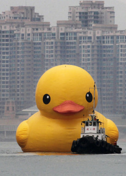 autopsi-art:   A giant 16.5 meter (54 feet) inflatable duck, creatively called Rubber Duck sight in Hong Kong’s Victoria Harbour. Artist : Florentijn Hofman 