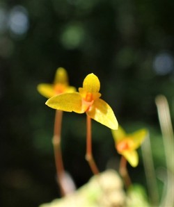 orchid-a-day:  Bulbophyllum schefferiSyn.: Phyllorkis schefferi; Diphyes gracillum; Bulbophyllum gracile; Bulbophyllum corticola; Bulbophyllum marcidum; Bulbophyllum bilobipetalumAugust 10, 2018 